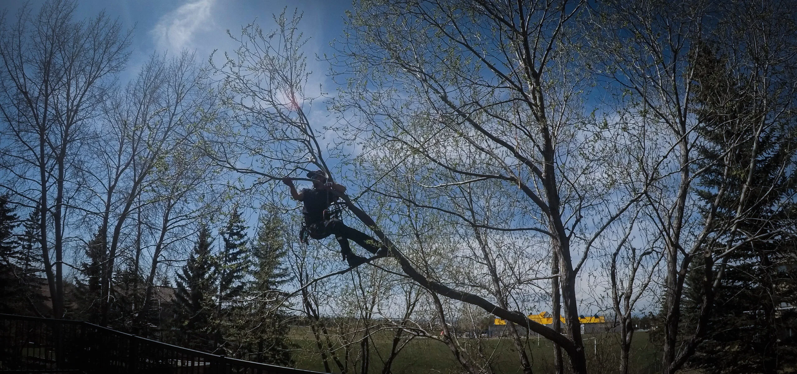 calgary arborist pruning willow