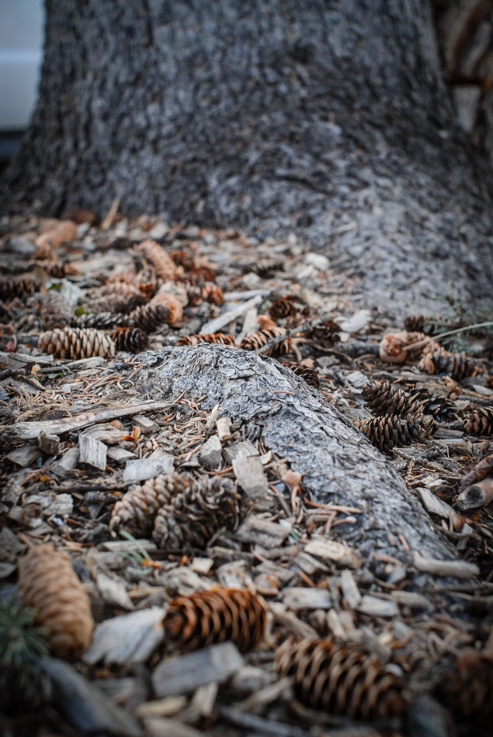 Roots and soil by calgary arborist