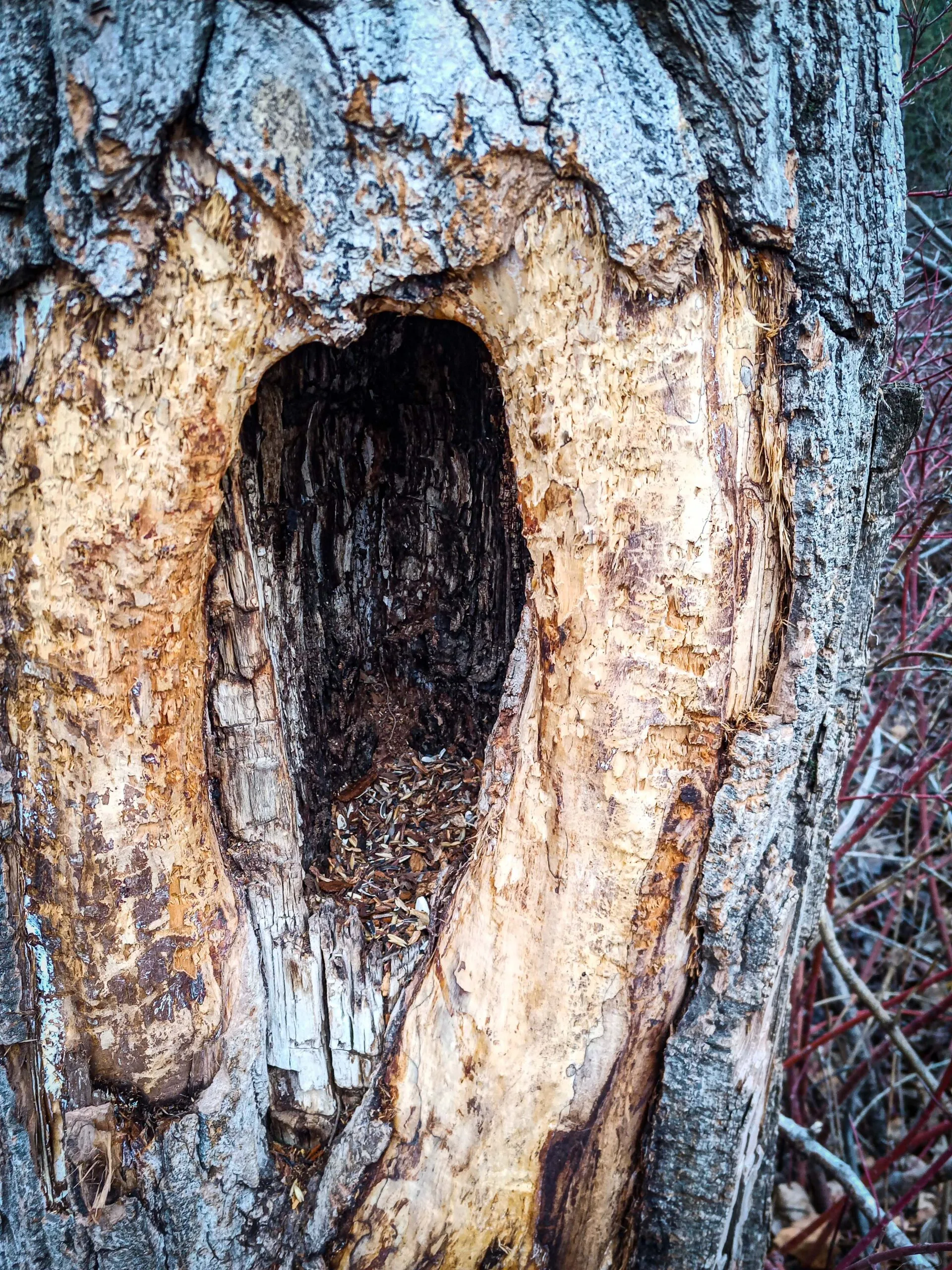 Tree cavity is a habitat for wildlife by calgary arborist