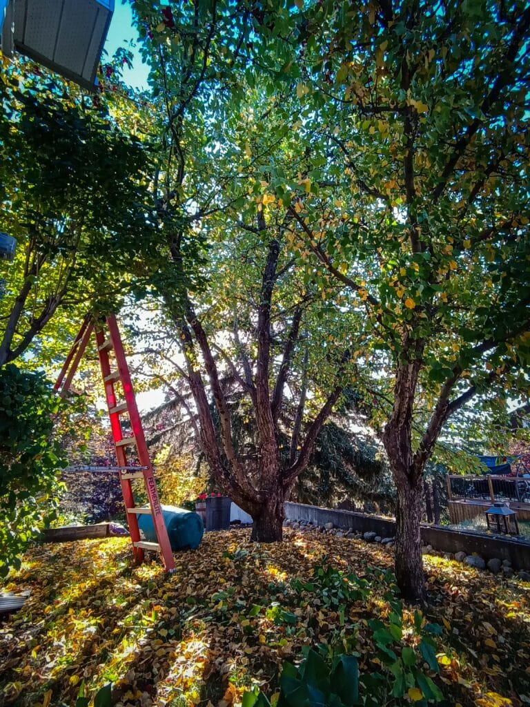 Apple tree pruning by calgary arborist
