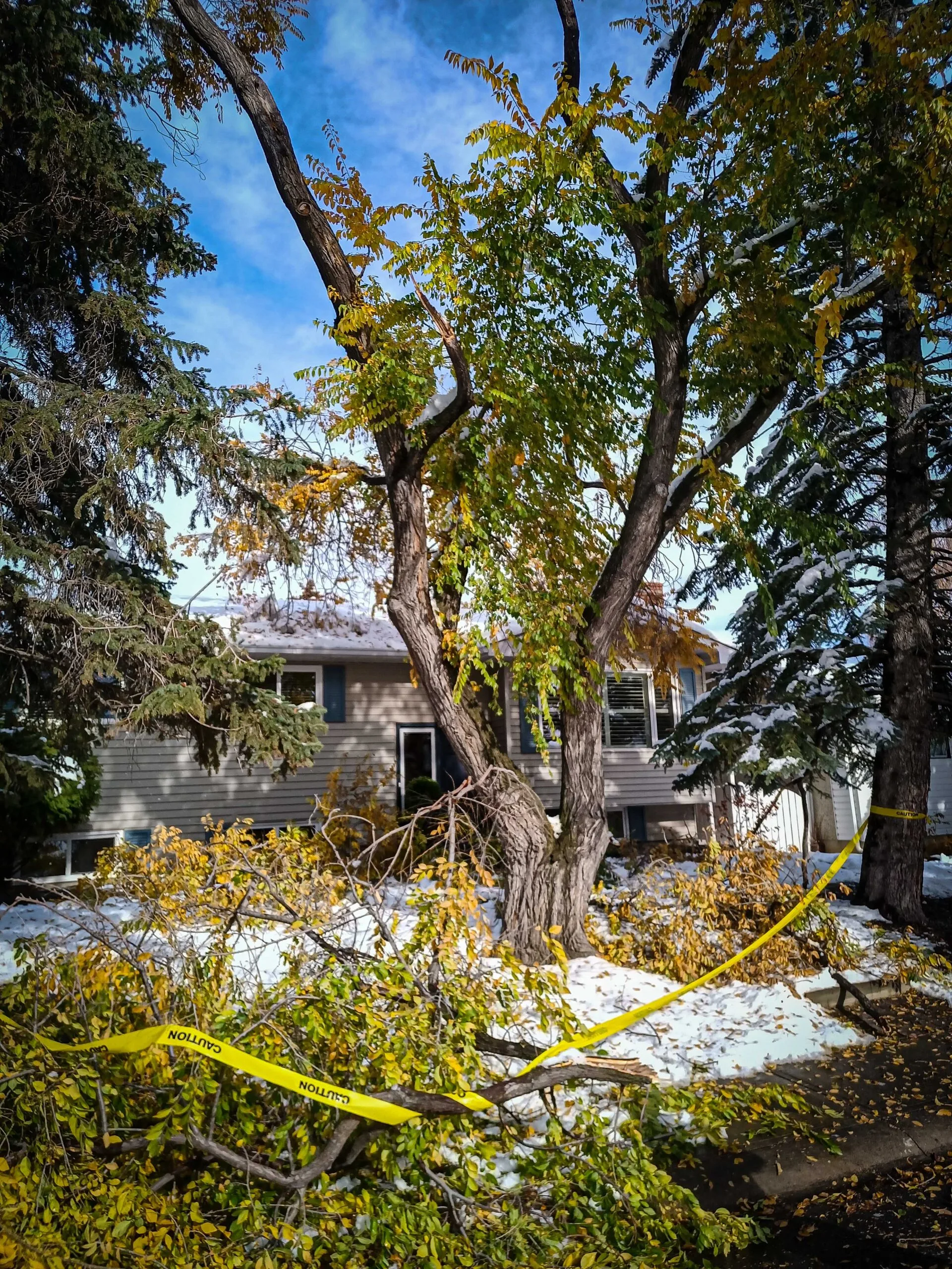 Broken Elm tree damaged in storm by calgary arborist