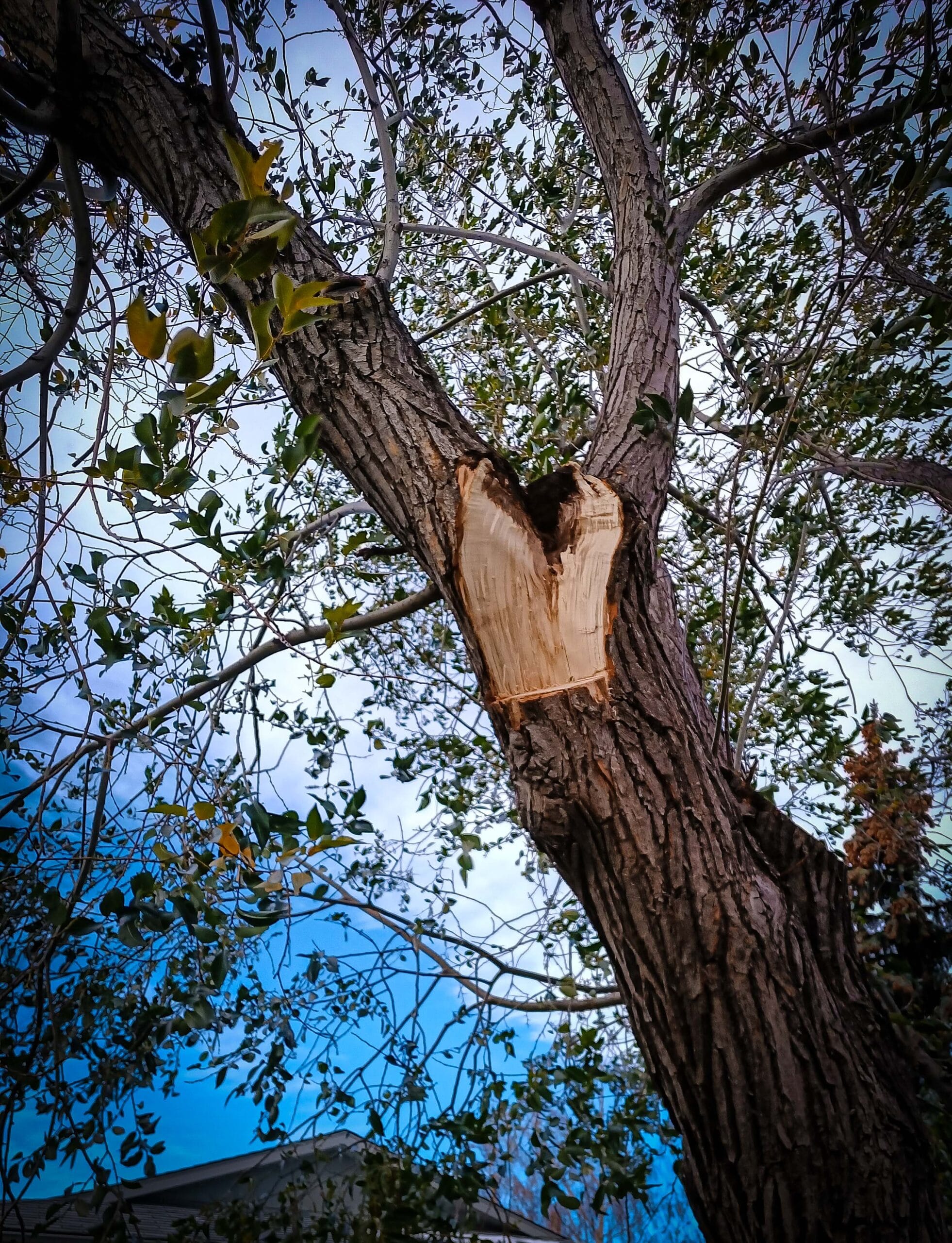 Wound in willow tree left by storm damage calgary arborist