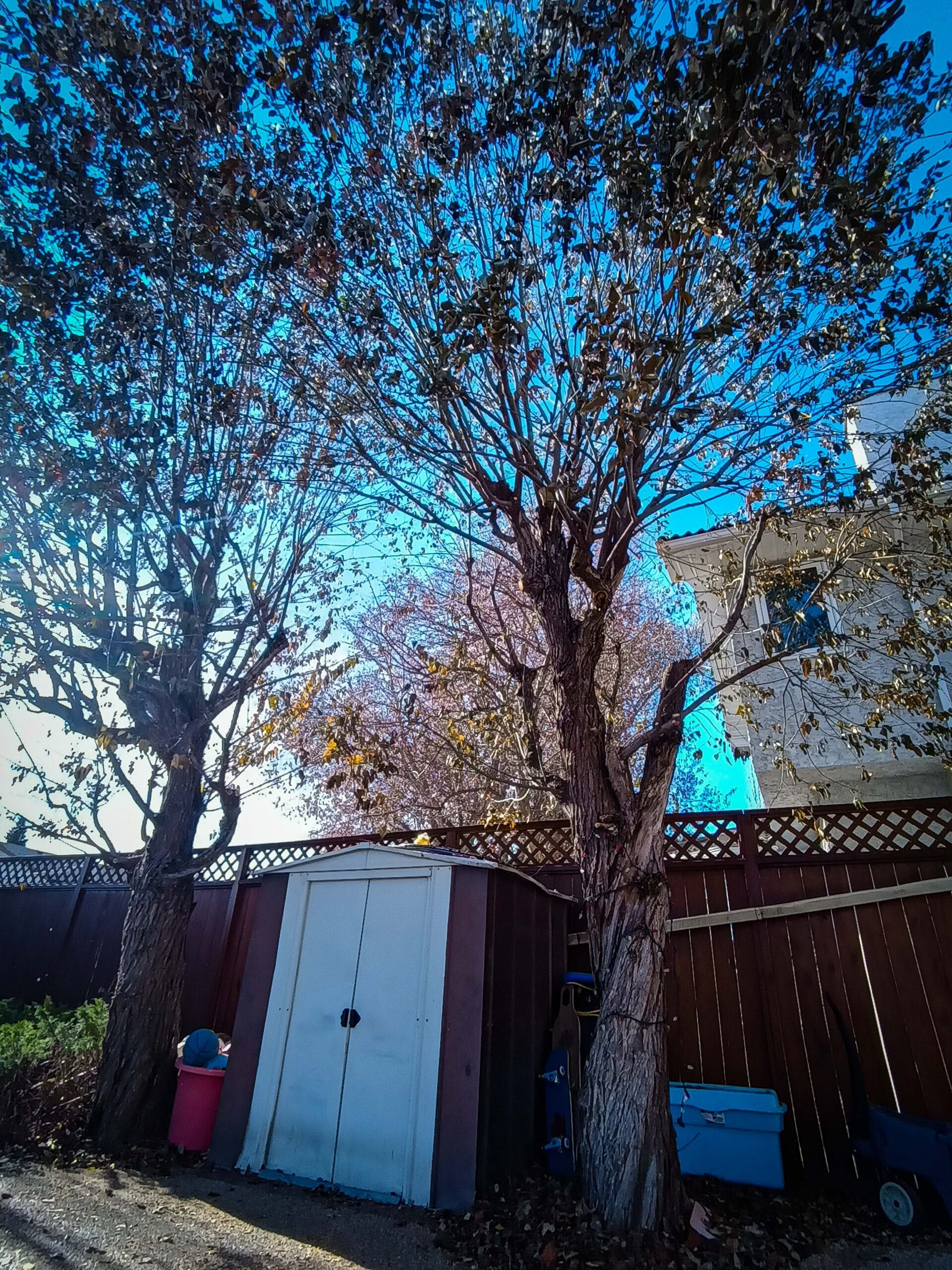 Topped willow pruning repair by Calgary arborist