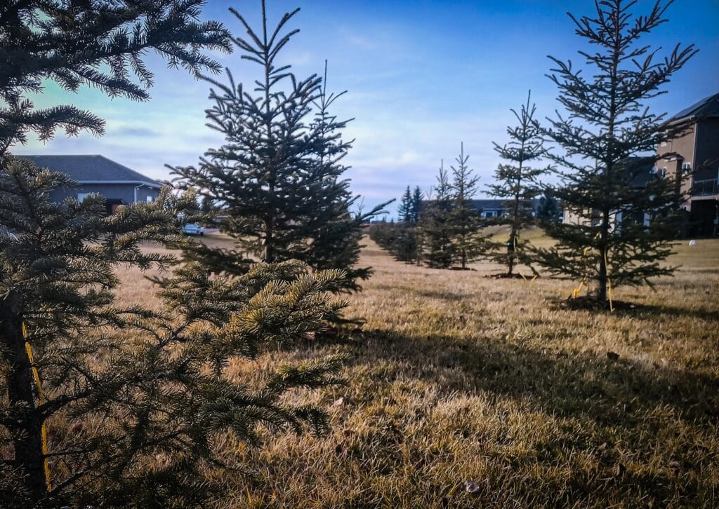 Spruce tree planting by calgary arborist