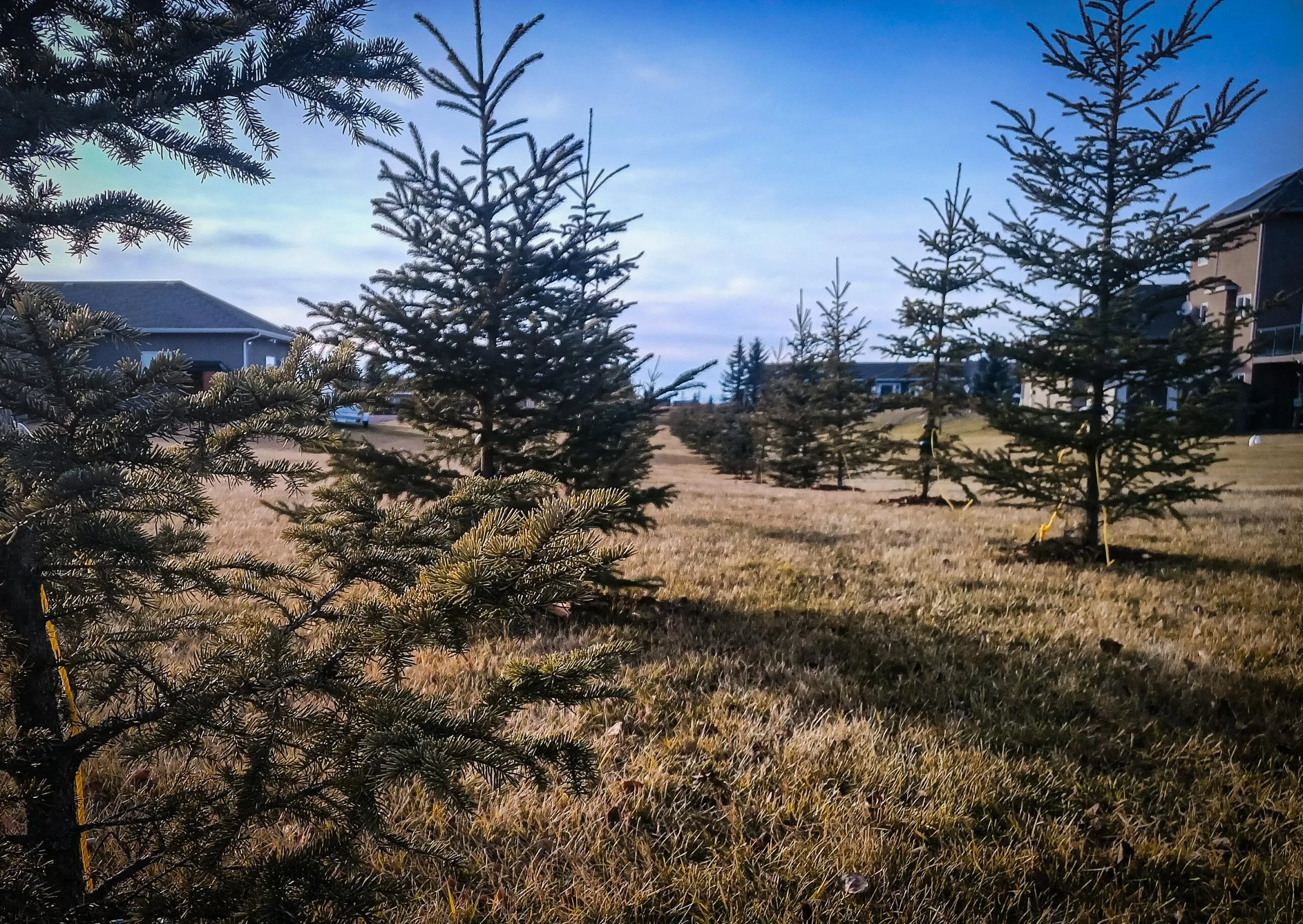 Spruce tree planting by calgary arborist