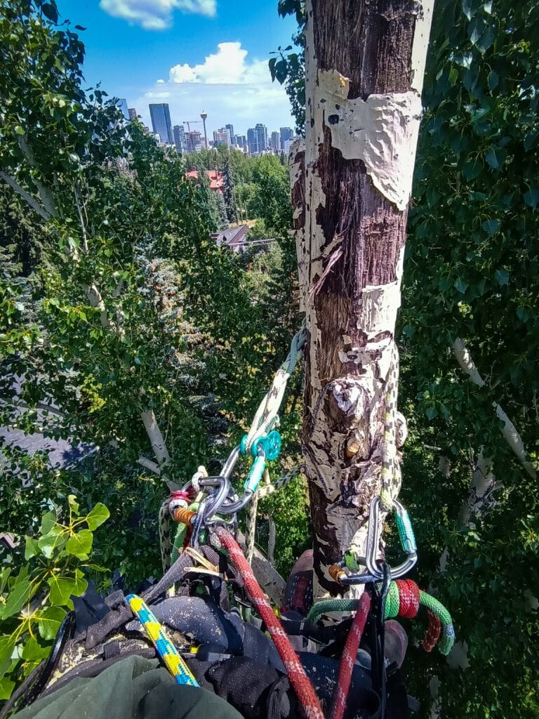 Climbing calgary arborist in poplar tree pruning