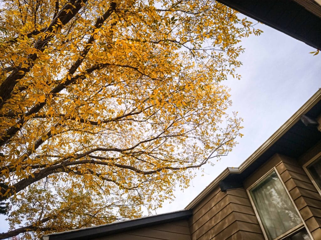 Elm tree pruning for crown thinning by calgary arborist