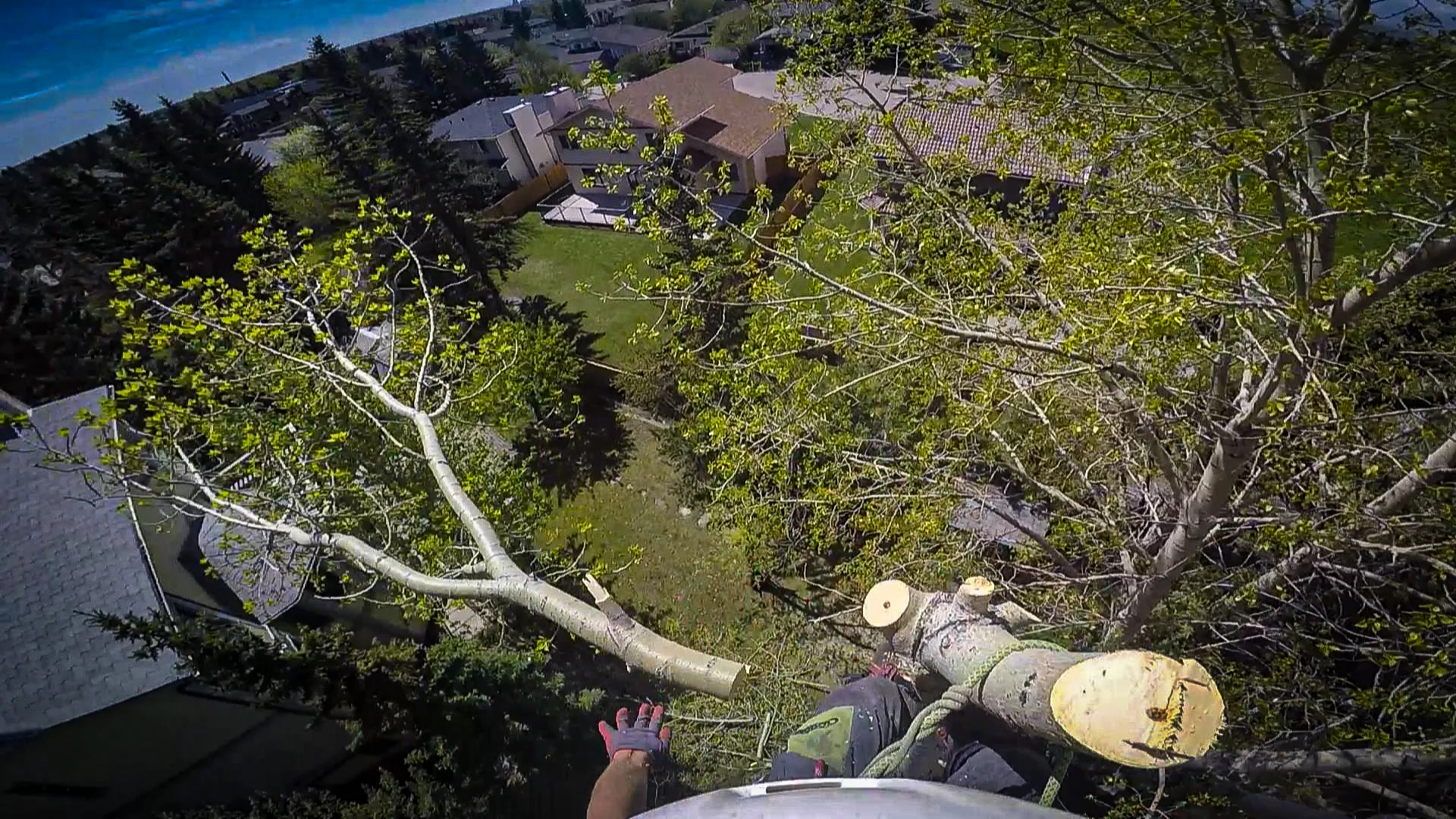 Calgary arborist removing poplar tree