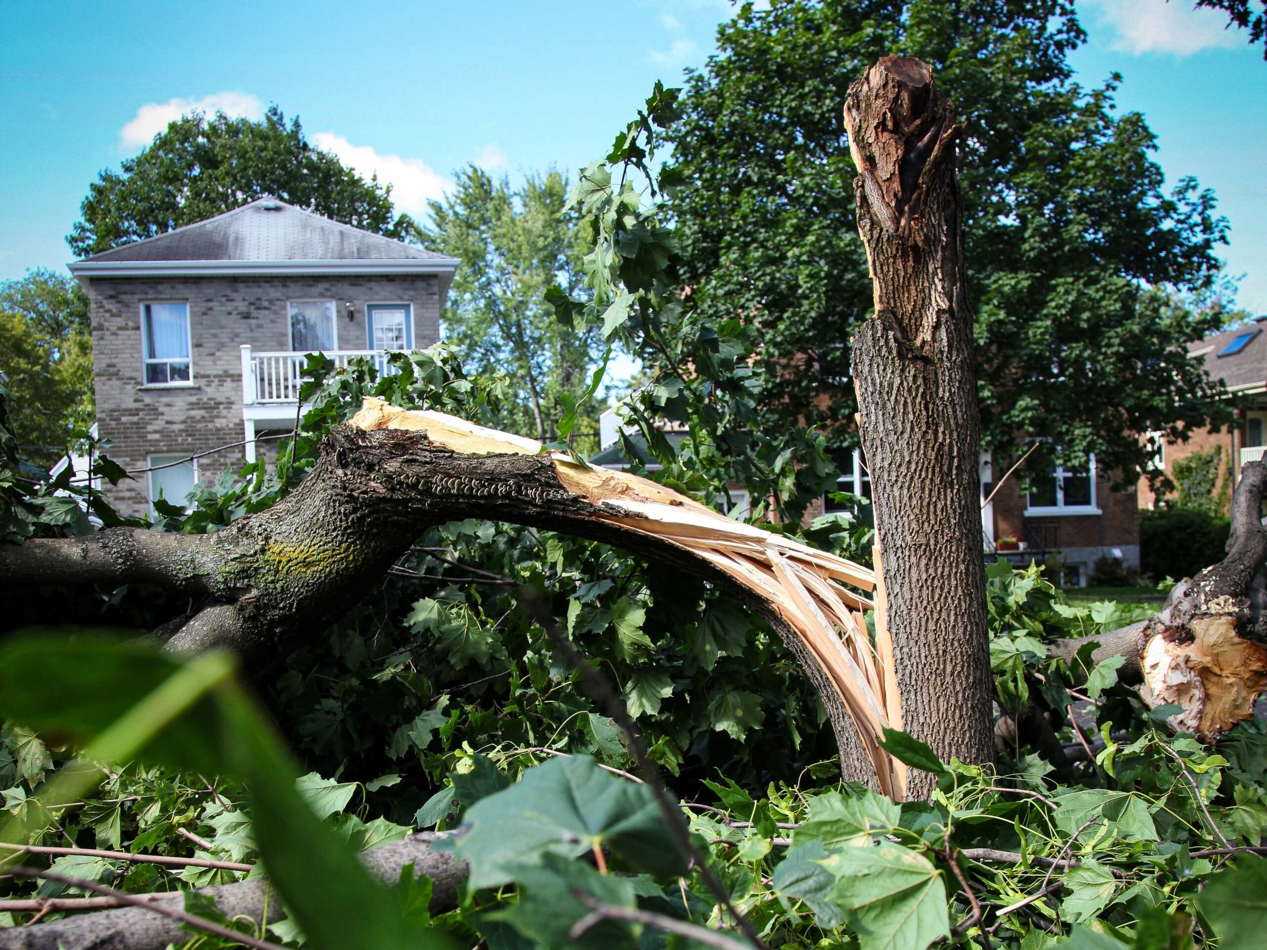 Broken maple tree after storm