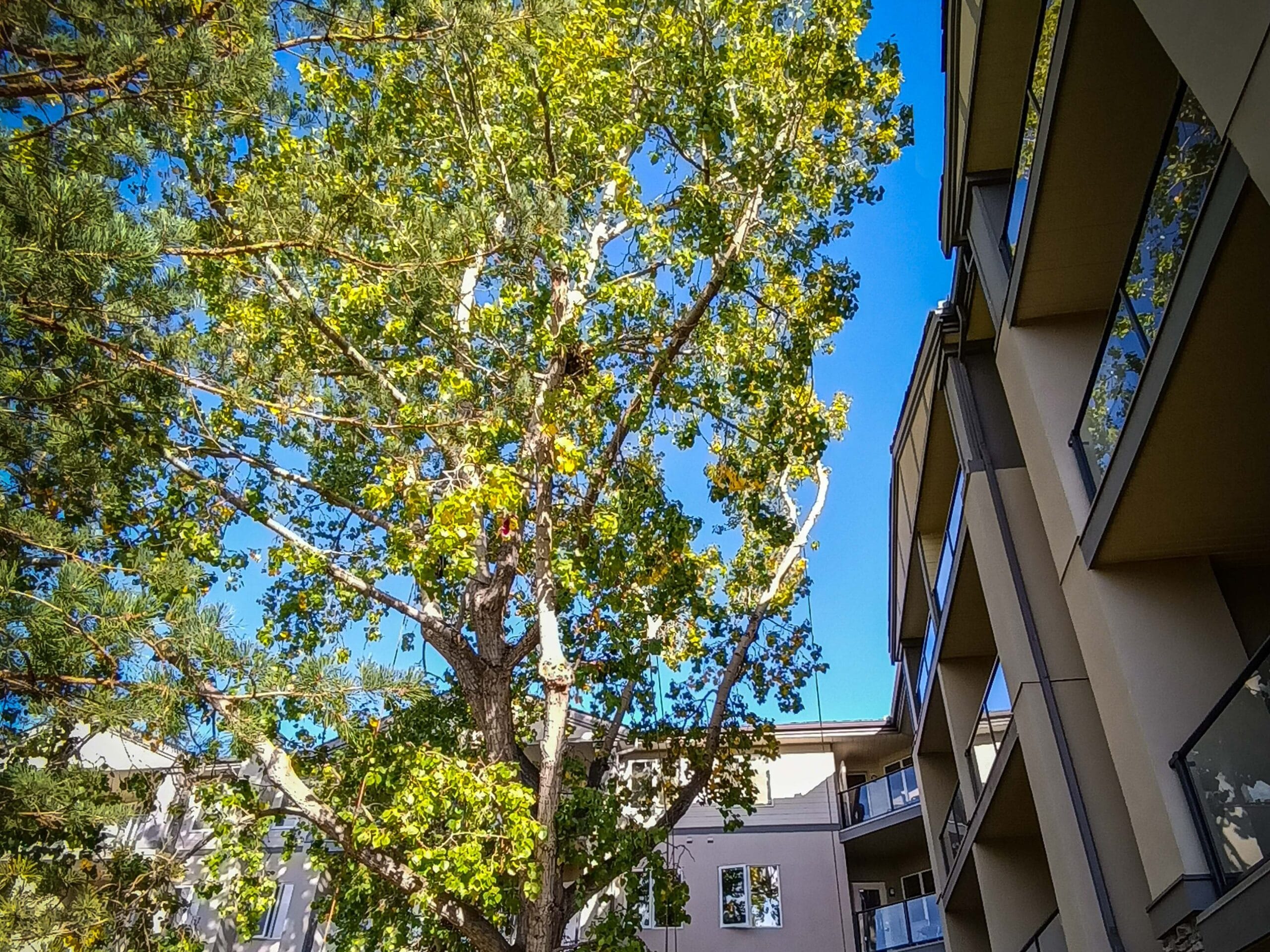 Poplar tree pruning for building clearance by calgary arborist