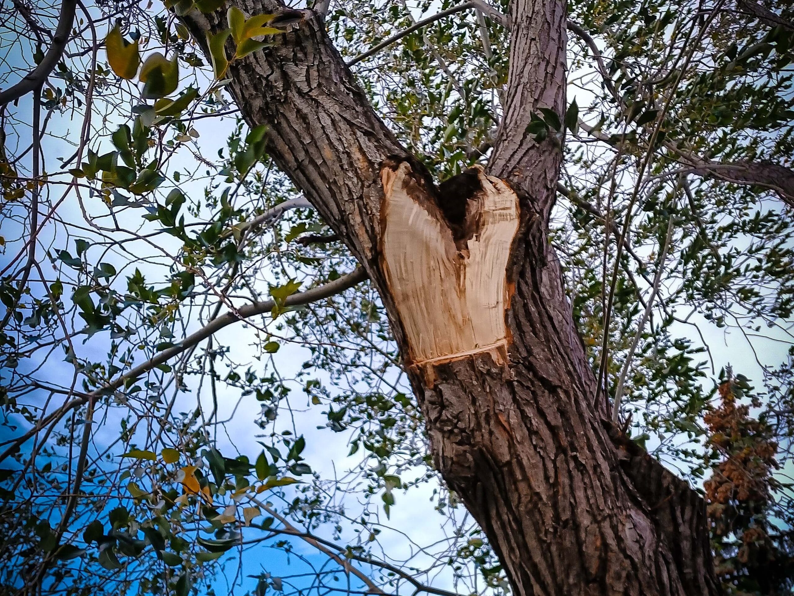 Wound in willow tree left by storm damage calgary arborist