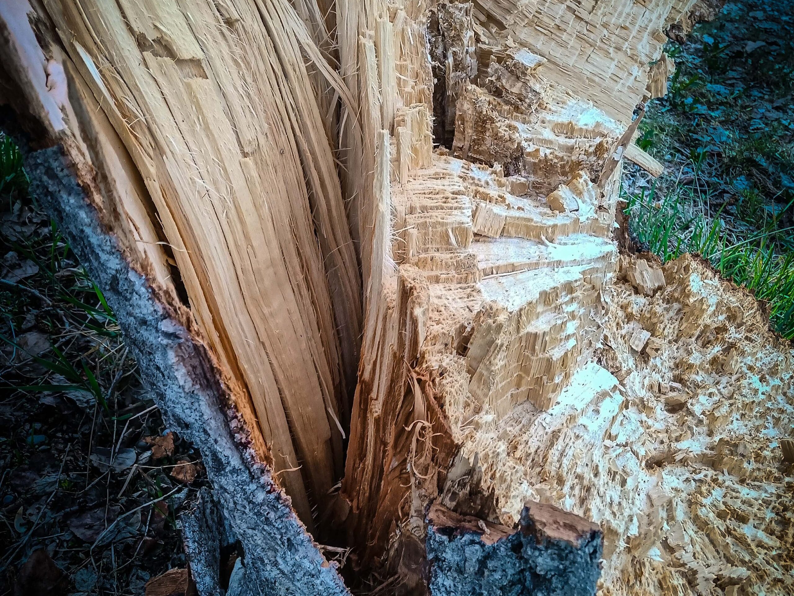 Broken poplar tree storm damage by calgary arborist