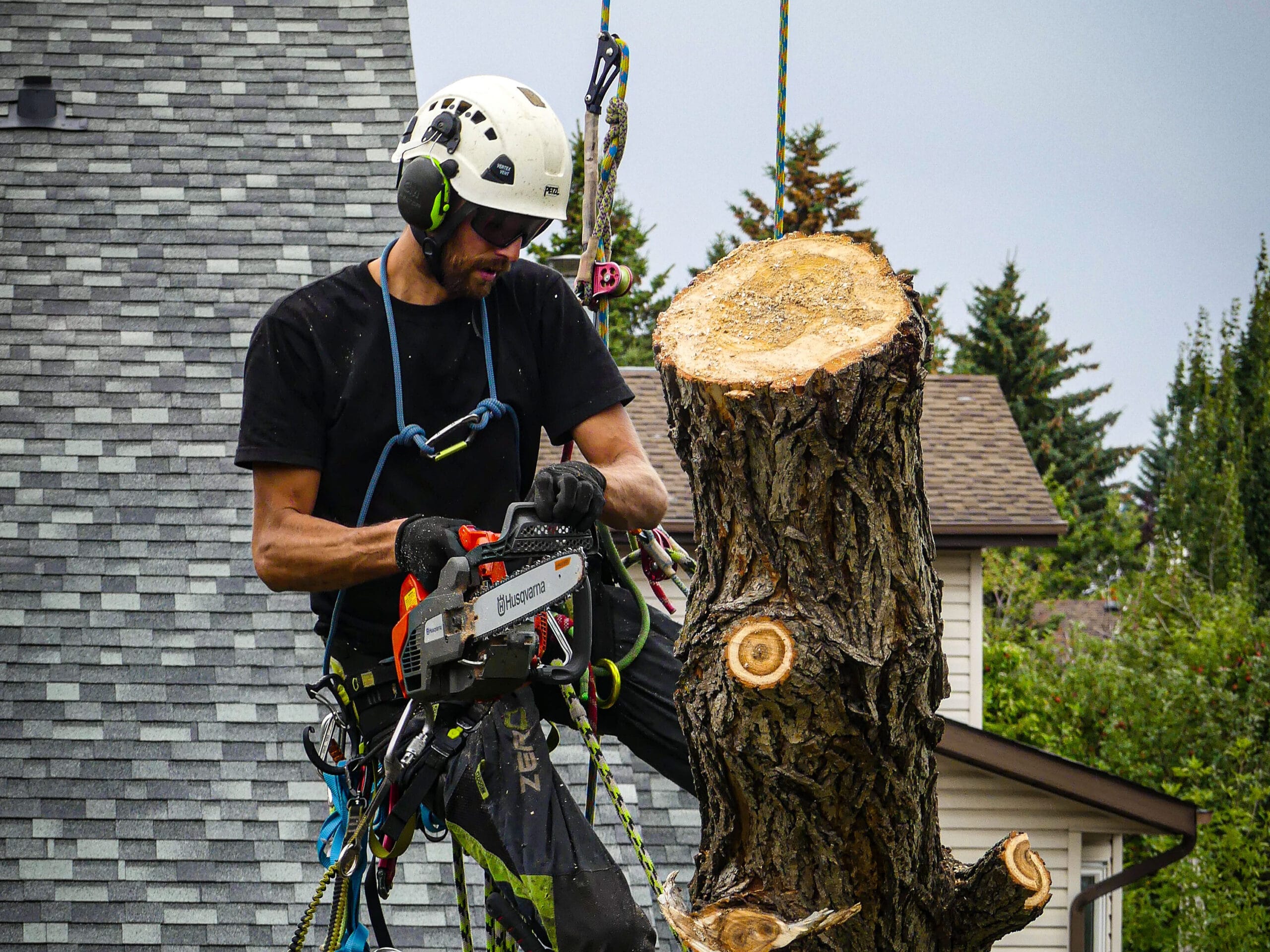 Climbing calgary arborist cutting willow tree removal